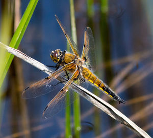 Close-up of dragonfly on plant