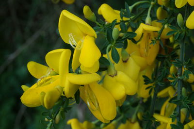 Close-up of yellow flowers