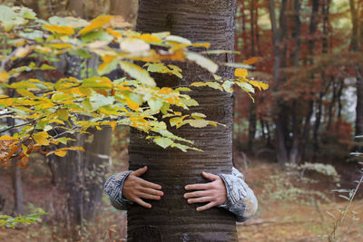 Midsection of person holding maple leaves on tree during autumn