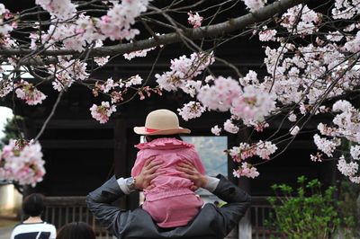 Pink flowers blooming on tree