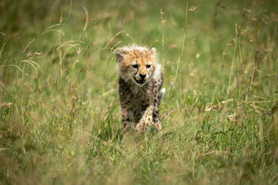 Portrait of a cat on field