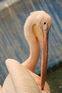 Close-up of flamingo