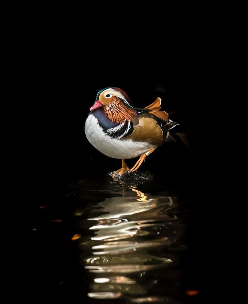 animal themes, animals in the wild, one animal, wildlife, water, bird, swimming, nature, side view, waterfront, zoology, sea life, sea, reflection, close-up, no people, beak, lake, fish, aquatic