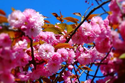 Close-up of pink cherry blossoms in spring