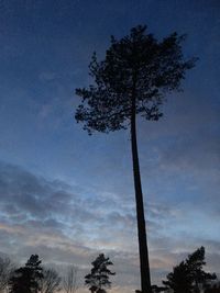 Low angle view of silhouette tree against sky