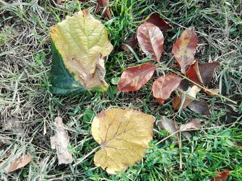 High angle view of dry leaves on field