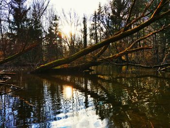 Scenic view of lake in forest against sky