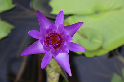 Close-up of purple water lily