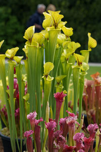 Close-up of purple flowering plants