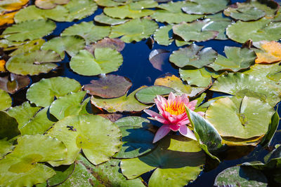 High angle view of lotus water lily in pond