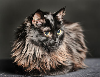 Close-up portrait of a cat