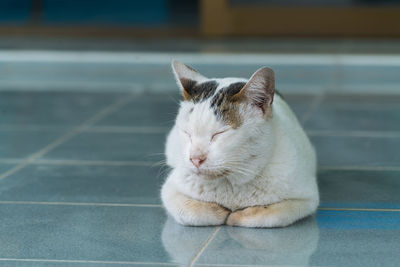 Close-up of a cat with eyes closed