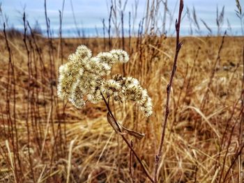 Close-up of flowers on field against sky