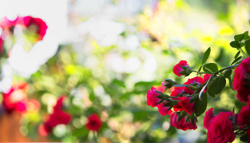 Close-up of red flowering plants