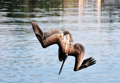 Close-up of pelican over lake