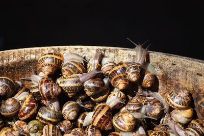 Close-up of snail