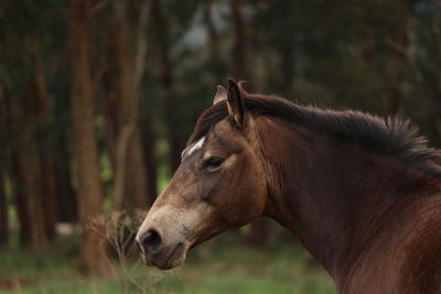 Close-up of a horse on field