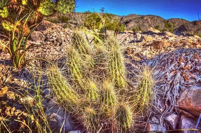 Plants growing on mountain