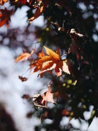 Close-up of maple leaves