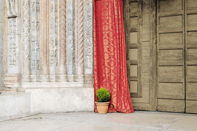 Potted plant against wall of building