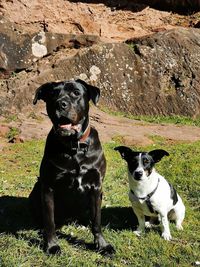 Dogs on field