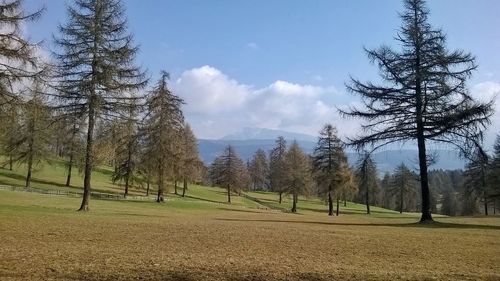 Trees on landscape against sky