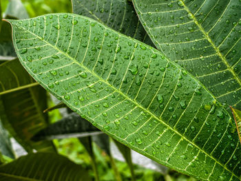 Close-up of wet leaves