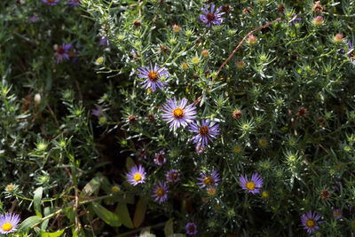 Flowers blooming outdoors