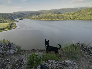 Dog in a lake