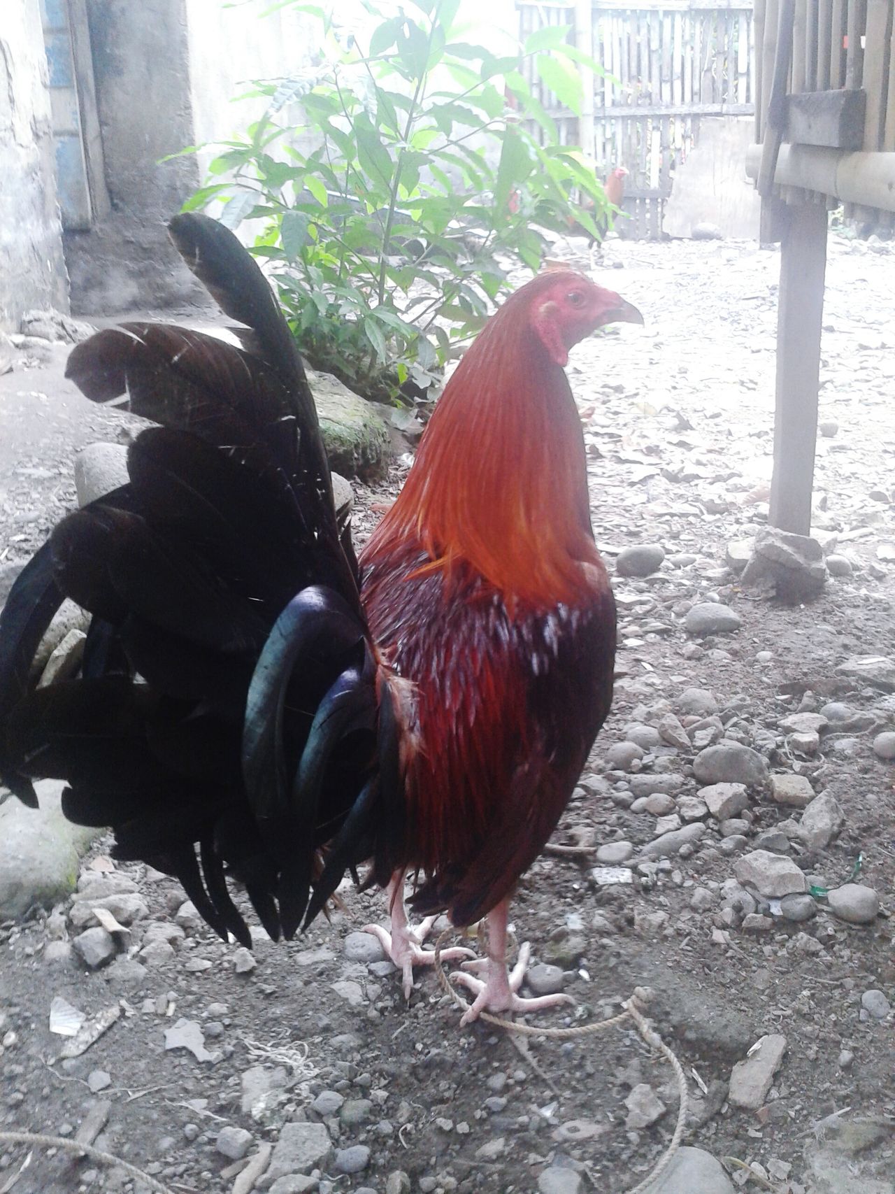 Gamefowl