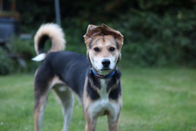 Portrait of dog on field