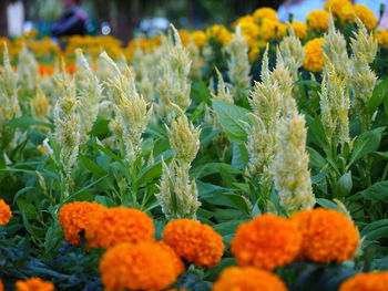 Close-up of marigold flowers