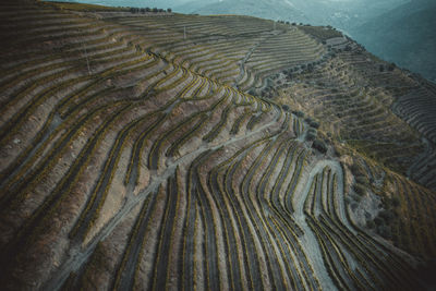 High angle view of agricultural field