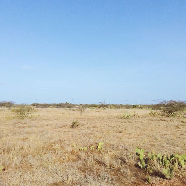 clear sky, copy space, blue, landscape, tranquility, tranquil scene, field, grass, nature, scenics, beauty in nature, non-urban scene, growth, plant, remote, day, horizon over land, outdoors, no people, sky