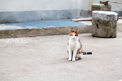 Cat on wall