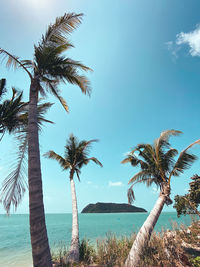 Palm trees on beach against sky