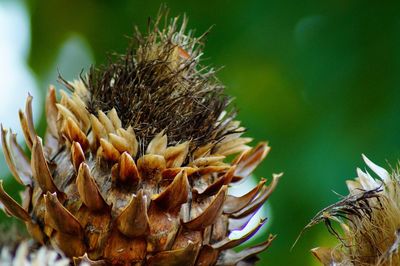 Close-up of dried plant