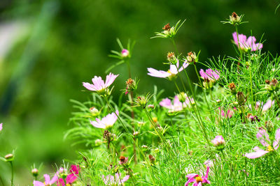 Close-up of pink flowering plants on field