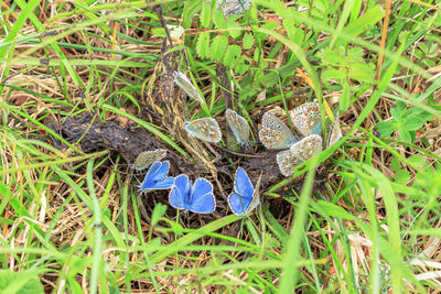 High angle view of blue flower on field