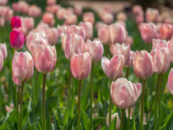 Close-up of tulips blooming outdoors