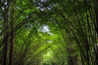 Low angle view of trees in forest