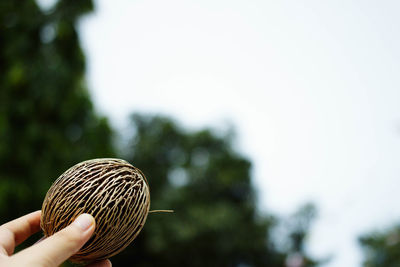 Close-up of hand holding tree against sky