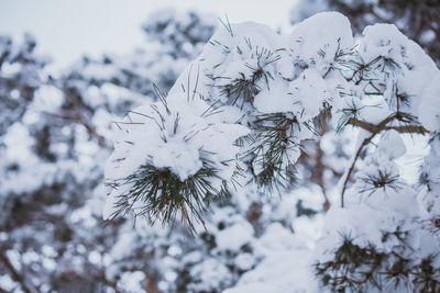 Close-up of snow on plants during winter