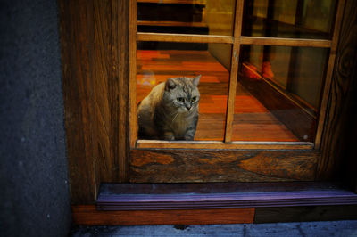 Close-up of cat on door