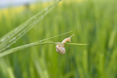 Close-up of leaf on grass