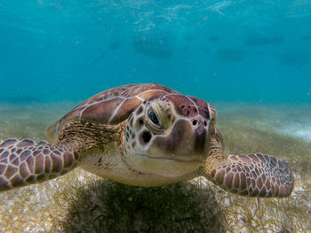 Close-up of a turtle at seabed