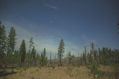 Panoramic view of forest against sky