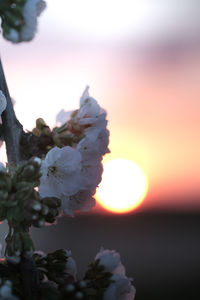 Close-up of flowering plant against sky during sunset