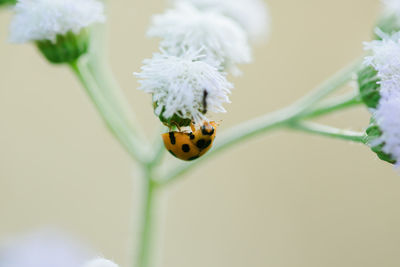 Close-up of ladybug on flower