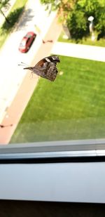 Close-up of insect on glass window